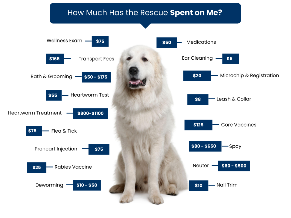 Big Fluffy Dog Fee Graphic copy 2